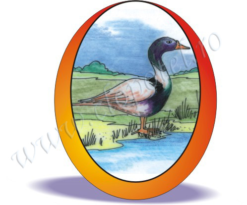 Tadorna, sheld-duck